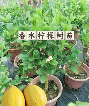 廣東茂名香水檸檬嫁接樹苗批發(fā)！香水檸檬樹苗量大優(yōu)惠！