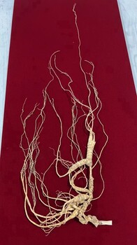 供應(yīng)哪有收購山參的，東北地區(qū)常年收購山參
