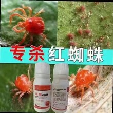 紅蜘蛛有哪些防治技巧？采取哪些方法、選用哪些藥物防治有效？圖片