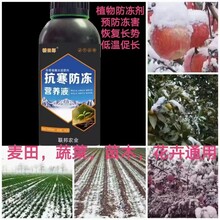 農(nóng)戶經(jīng)驗(yàn)分享：植物防凍劑真能防凍嗎？圖片