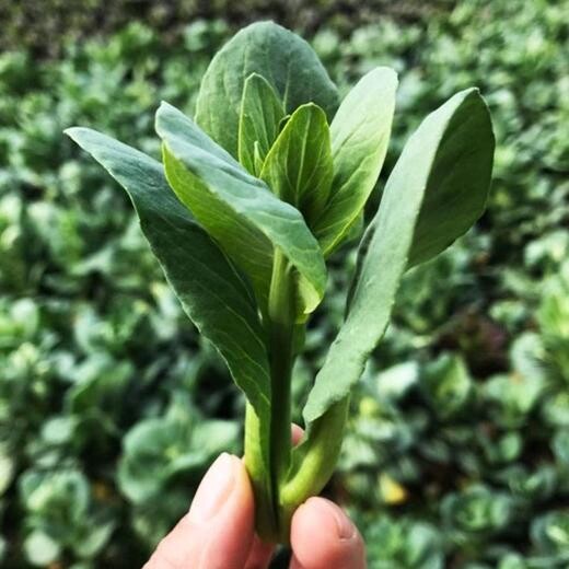 嘉善蔬菜配送食堂服务快捷