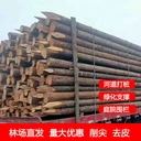 批發(fā)各類(lèi)型號(hào)打樁木杉木松木