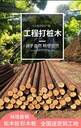 河道木樁防汛木樁景觀(guān)木樁駁岸木樁打樁木杉木樁松木批發(fā)