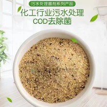 污水菌种培养繁殖耐低温型菌种污水处理微生物菌种