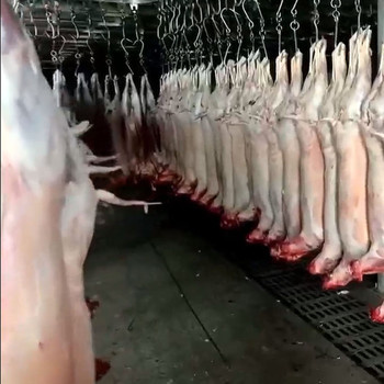 羊腸青海藏系羊羊面腸處理干凈