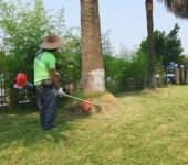 广州绿化养护别墅庭院绿化景观设计绿化工程