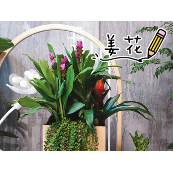 绿植搭配，绿植造景，大堂组景，绿植盆栽，绿植分享