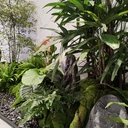 綠植租擺，室內(nèi)綠植，會(huì)場(chǎng)布置，綠植花卉，鴻運(yùn)當(dāng)頭