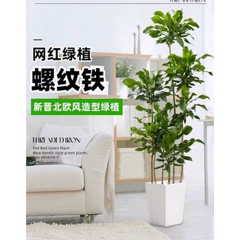 高杆造型绿植，室内植物，螺纹铁绿植，植物养护