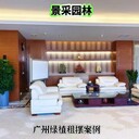 花卉綠植，辦公室綠植，盆栽植物，綠色辦公