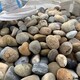 發發助手