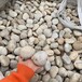 景縣鵝卵石/變電所鵝卵石廠家