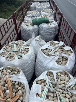 容城縣鵝卵石/變壓器鵝卵石廠家批發