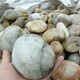 發發助手