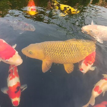 寧波庭院假山制作，30噸魚池設(shè)計安裝價格，別墅假山改造