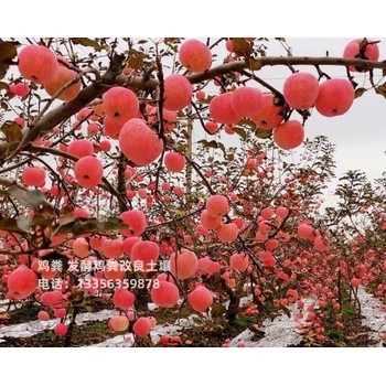 商丘寧陵發(fā)酵雞糞蔬菜基地的好肥料