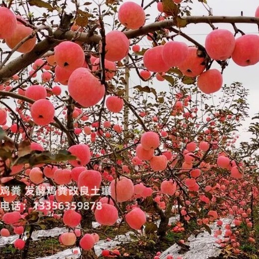 德州慶云有機(jī)肥生產(chǎn)廠