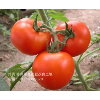 濟(jì)南市中干雞糞詳細(xì)介紹
