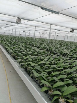 軌道苗床的優(yōu)勢：靈活移動、均勻光照與灌溉