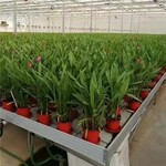 溫室育苗床大棚農(nóng)業(yè)用具潮汐苗床生產(chǎn)廠家ABS材質(zhì)熱鍍鋅工藝