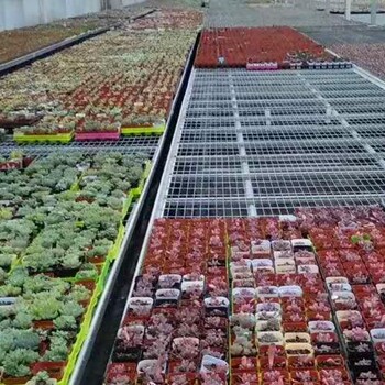 潮汐苗床溫室大棚植物盆栽草莓架熱鍍鋅工藝