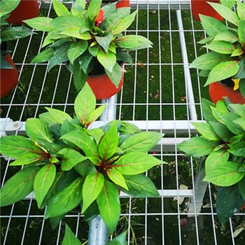溫室大棚設(shè)施花卉育苗蔬菜種植多層移動(dòng)潮汐苗床加工定制生產(chǎn)