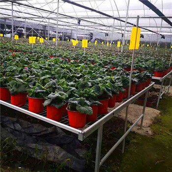 苗床在溫室大棚的廣泛使用移動(dòng)育苗架實(shí)力工廠