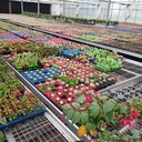 可移動式苗床可調(diào)整布局適應(yīng)不同種植需求