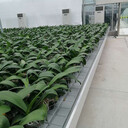 高科技潮汐苗床，農(nóng)業(yè)種植的創(chuàng)新利器