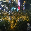樓盤樹(shù)木星星燈包裝