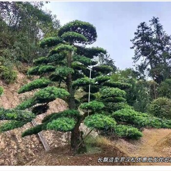 湖南造型羅漢松,瀏陽(yáng)造型羅漢松風(fēng)光嫁入江蘇