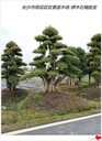 湖南造型欏木石楠,瀏陽叢生欏木石楠2025市場銷量穩(wěn)
