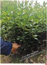 30CM高的湖南大葉黃楊毛球瀏陽小葉黃楊杯苗夏季走紅市場
