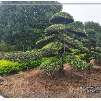行情低迷的湖南造型羅漢松,瀏陽(yáng)長(zhǎng)飄式造型羅漢松銷量高漲