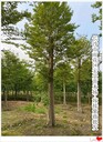 嫁接紫薇樹,瀏陽嫁接紫薇,湖南叢生紫薇價格2025增增漲