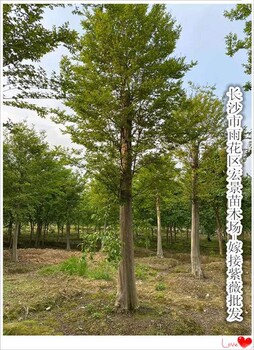 嫁接紫薇樹,瀏陽嫁接紫薇,湖南叢生紫薇價(jià)格2025增增漲