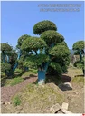 湖南全冠楊梅樹瀏陽斷根楊梅樹8-20CM工程苗未來可期