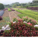 湖南紅葉石楠杯苗,瀏陽(yáng)紅葉石楠毛球金秋明春紅遍市場(chǎng)