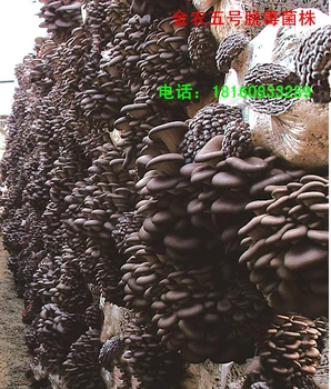 食用菌快速滅菌新技術(shù)