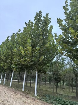 陜西西安法桐種植基地
