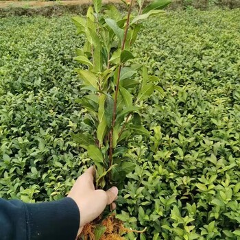 供應(yīng)茶苗金觀音茶苗
