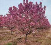 江苏绚丽海棠便宜、是因为宿迁沭阳是绚丽海棠主要产地、绿化乔木