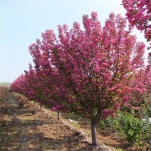 江蘇絢麗海棠種植基地.7~8公分北美海棠庭院觀賞.品質(zhì)好貨