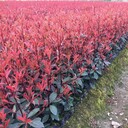 營(yíng)養缽紅葉石楠小苗成活率好、安徽宿州綠化紅葉石楠小苗從這里買(mǎi)