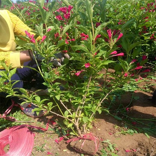 江蘇紅王子錦帶基地、50公分至1米高錦帶花小苗價格便宜