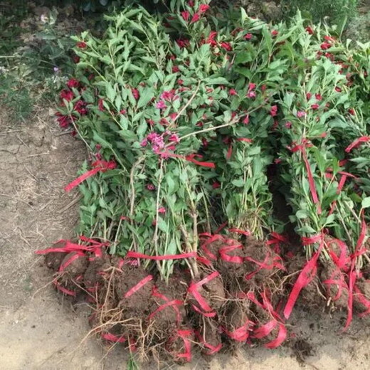 錦帶花產(chǎn)地、錦帶花小苗便宜、多分枝叢生錦帶花批發(fā)