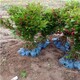 錦帶花7