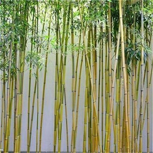 廣東/廣西/江西金鑲玉竹供應(yīng)、南昌金鑲玉竹子苗基地、綠化竹子