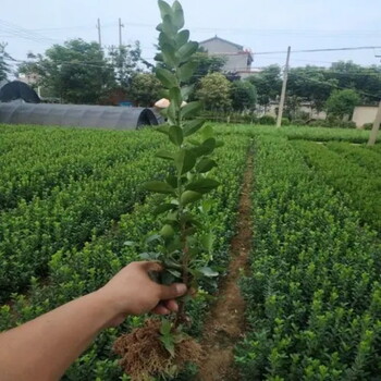 冬青苗产地、冬青苗价格当然便宜、耐寒植物小区公园街道绿化