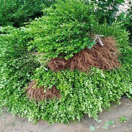 湖南小葉黃楊采購(gòu)看這里、郴州小葉黃楊苗地栽苗又多又便宜